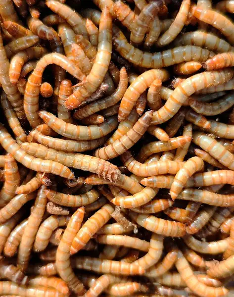 stock image closeup of Hong Kong caterpillars in the background for food for caterpillar-eating birds