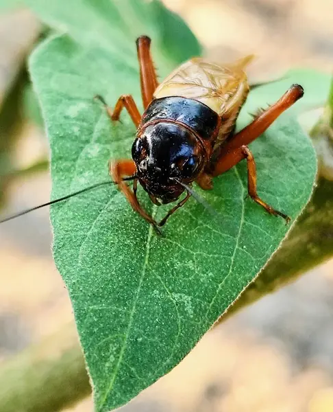 stock image Exotic male cricket standing on a leaf