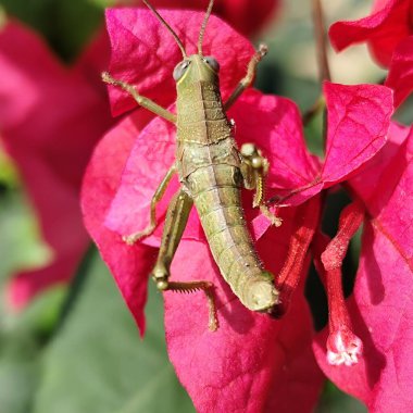 A large grasshopper landed on a bougainvillea flower clipart