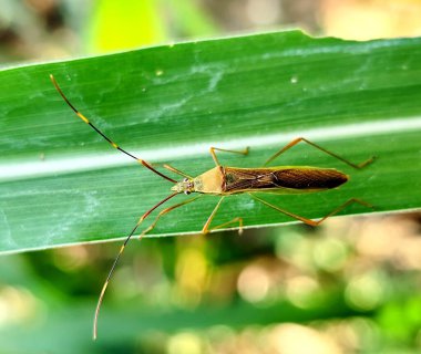 Isıran çekirge bir pirinç bitkisinin yapraklarına tünemiştir.