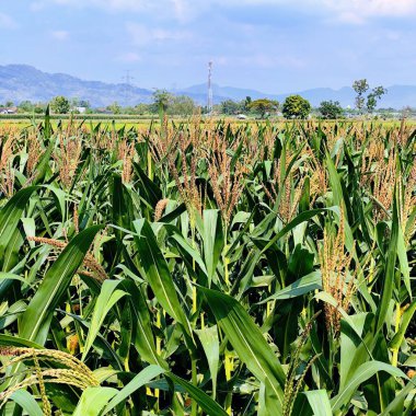 Sıcak güneşin ve mavi gökyüzünün altında yeşil mısır tarlası