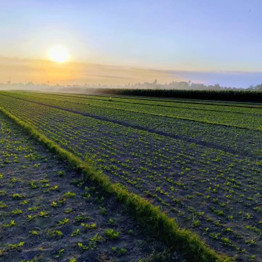 Güneş, kırsal Yogyakarta 'da küçük yapraklar ve saplarla yetişen bir yerfıstığı çiftliğinin üzerinde batıyor. Güzel ve huzurlu doğal atmosfer.