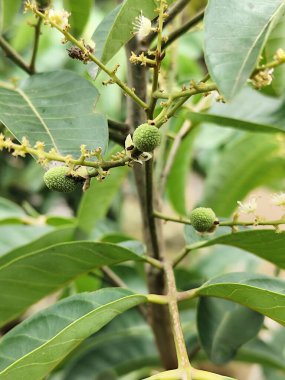 taze yeşil longan meyvesi