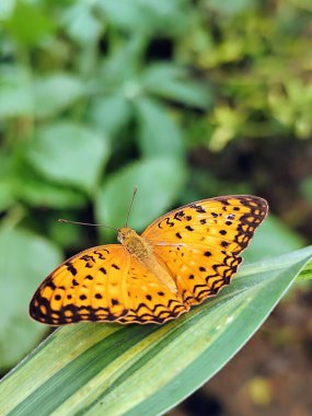 Sarı kelebek yaprağın üzerine tünemiş.