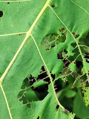 Tik ağacı yaprakları tırtıllar tarafından yenir.