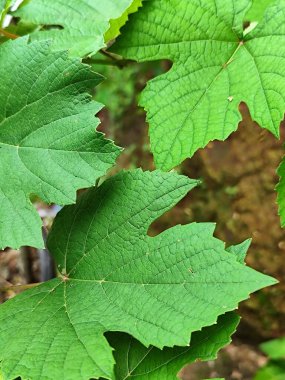 Üzüm yapraklarının fotoğrafı