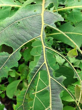 Tik ağacı yaprakları tırtıllar tarafından yenir.