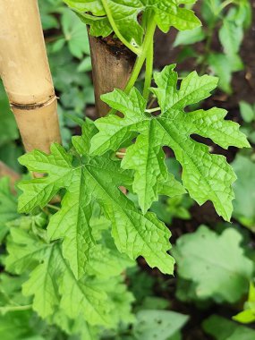Luffa acutangula ya da luffa bitkisi bambu sapları üzerinde yetişir.