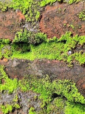 Yosun kaplı tuğla duvar