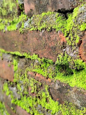 Yosun kaplı tuğla duvar