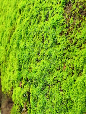 Yosun kaplı tuğla duvar