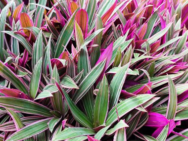 Mor Adam eva bitkisi bahçede