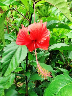 Kırmızı hibiscus çiçek çiçeklenme