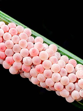 Salyangoz yumurtalarının pirinç yapraklarına yapışmış fotoğrafını çek.