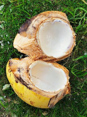 Çimlerin üzerine bölünmüş genç bir hindistan cevizi konur.