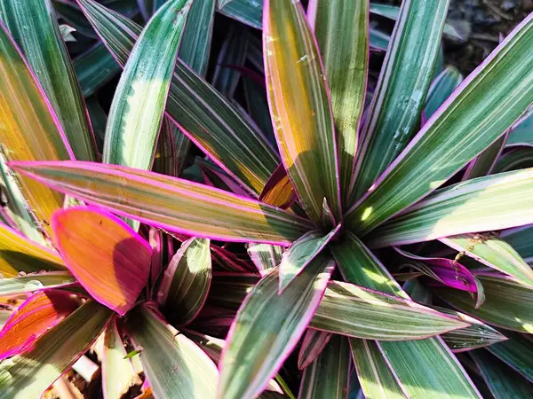 adan eva bitki arkaplan fotoğrafı