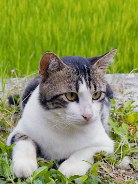 Kedi pirinç tarlasının kenarında poz veriyor.