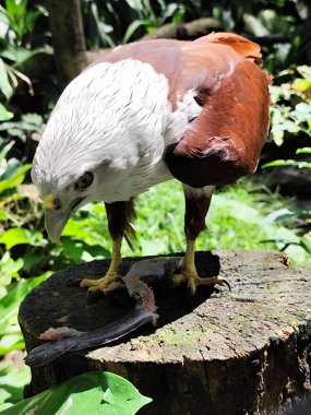 The eagle is eating fish