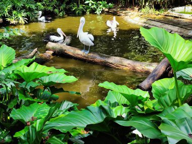 Hayvanat bahçesindeki bataklıkta pelikanlar