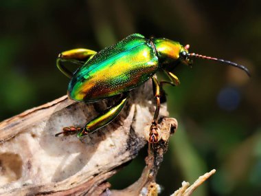 Yeşil Kurbağa bacaklı Yaprak Böceği ağaç gövdesine tünemiş.
