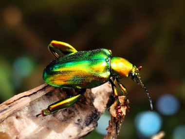 Yeşil Kurbağa bacaklı Yaprak Böceği ağaç gövdesine tünemiş.