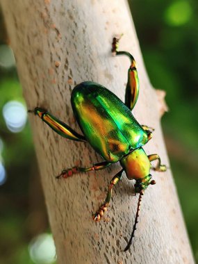 Yeşil Kurbağa bacaklı Yaprak Böceği ağaç gövdesine tünemiş.