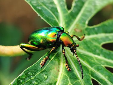 Yeşil Kurbağa bacaklı Yaprak Böceği bir yaprağa tünedi.