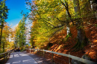 Maple Ormanı, Almanya 'nın Neuschwanstein Şatosu' nda sonbaharda yürüyüş yapar.