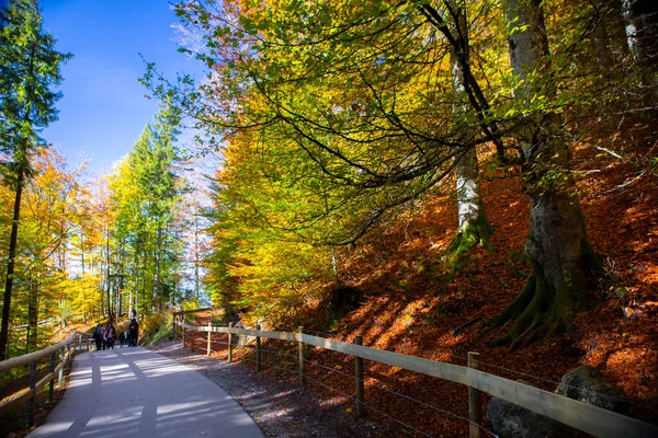 Caminhada Floresta Bordo Outono Castelo Neuschwanstein Alemanha — Fotografia de Stock