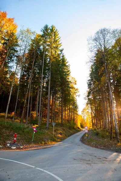 Maple Ormanı, Almanya 'nın Neuschwanstein Şatosu' nda sonbaharda yürüyüş yapar.