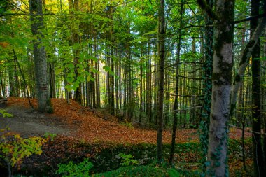 Maple Ormanı, Almanya 'nın Neuschwanstein Şatosu' nda sonbaharda yürüyüş yapar.