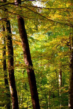 Maple Ormanı, Almanya 'nın Neuschwanstein Şatosu' nda sonbaharda yürüyüş yapar.