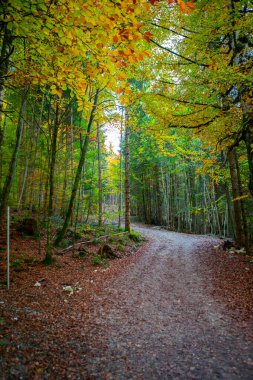 Maple Ormanı, Almanya 'nın Neuschwanstein Şatosu' nda sonbaharda yürüyüş yapar.