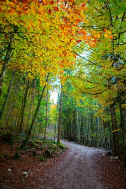 Maple Ormanı, Almanya 'nın Neuschwanstein Şatosu' nda sonbaharda yürüyüş yapar.