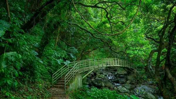 Trilhas Florestais Verdejantes Pontes Arco Sobre Ravinas — Fotografia de Stock