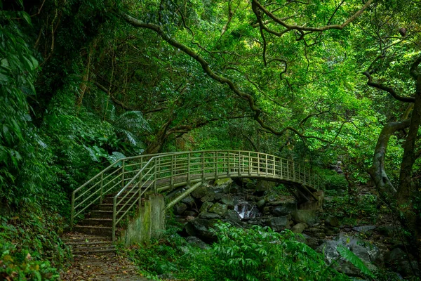 Verdant Forest Trails Arch Bridges Ravines — Stock Photo, Image