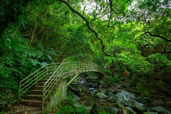 茂密的森林小径 峡谷上的拱桥 — 图库照片