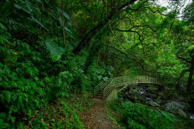 Verdant orman patikaları, vadilerin üzerindeki kemerli köprüler