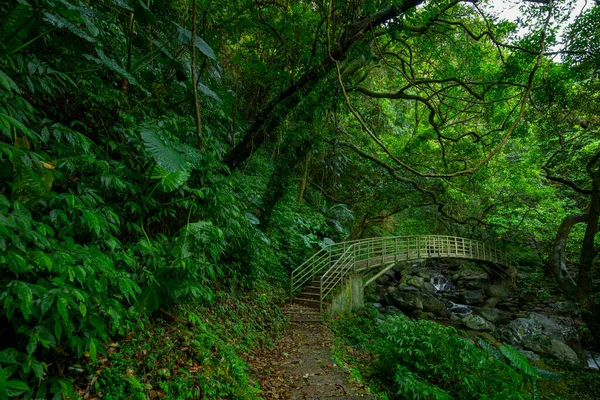 Verdant Orman Patikaları Vadilerin Üzerindeki Kemerli Köprüler — Stok fotoğraf