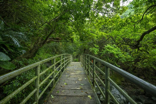 Verdant Orman Patikaları Vadilerin Üzerindeki Kemerli Köprüler — Stok fotoğraf