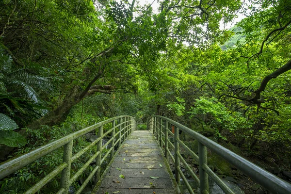 Zelené Lesní Stezky Obloukové Mosty Přes Rokle — Stock fotografie