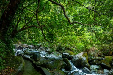 Vadiden temiz ve serin bir dere akıyor.