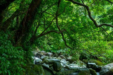 Vadiden temiz ve serin bir dere akıyor.