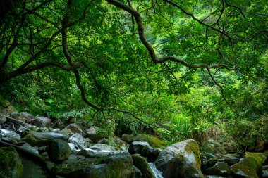 Vadiden temiz ve serin bir dere akıyor.