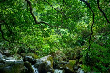 Vadiden temiz ve serin bir dere akıyor.