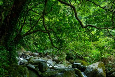 Vadiden temiz ve serin bir dere akıyor.