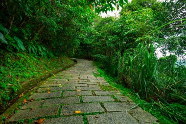 Vadinin asfaltlı orman yolu yeşilliğin gölgesi altında temiz ve serin.