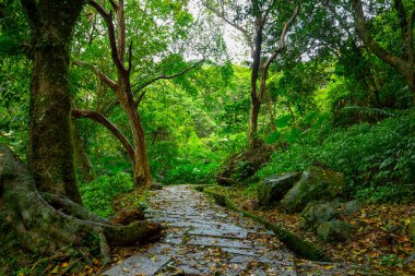 Vadinin asfaltlı orman yolu yeşilliğin gölgesi altında temiz ve serin.