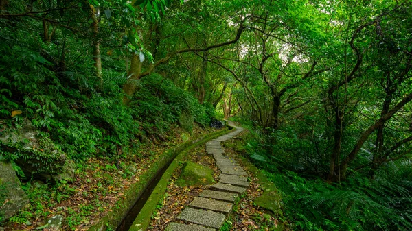 Valley Slate Paved Forest Trail Clean Cool Shade Greenery — Stock Photo, Image