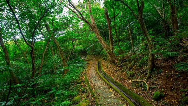 Vadinin Asfaltlı Orman Yolu Yeşilliğin Gölgesi Altında Temiz Serin — Stok fotoğraf